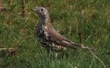 mistle-thrush2.jpg