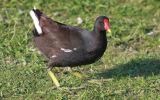 moorhen.jpg