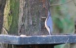 nuthatch.jpg