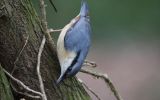 nuthatch1.jpg