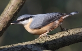 nuthatch10.jpg