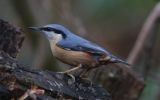 nuthatch2.jpg