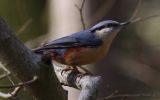 nuthatch4.jpg