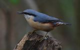 nuthatch6.jpg