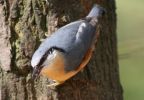 nuthatch~0.jpg