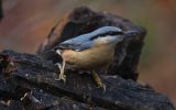 nuthatch~1.jpg