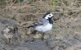 pied-wagtail.jpg