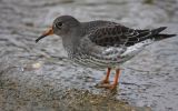 purple-sandpiper.jpg