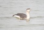 red-throated-diver.jpg