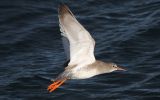 redshank-in-flight.jpg