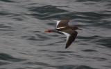 redshank-in-flight~0.jpg