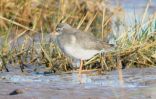 redshank.jpg