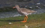 redshank4.jpg