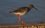 redshank5.jpg