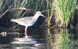 redshank~0.jpg