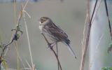 reed-bunting2.jpg