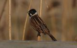 reed-bunting2~0.jpg