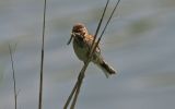 reed-bunting3.jpg