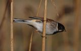 reed-bunting3~0.jpg