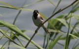 reed-bunting4.jpg