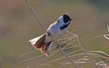 reed-bunting9.jpg