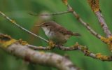 reed-warbler6.jpg