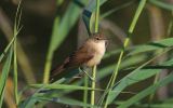 reed-warbler7.jpg