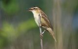 ringed-Sedge-Warbler.jpg