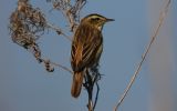 ringed-Sedge-Warbler2.jpg