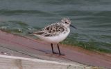 sanderling.jpg