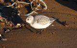 sanderling~0.jpg