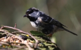 scruffy-coal-tit.jpg