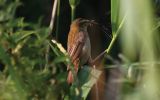 sedge-warbler-and-spider.jpg