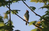 sedge-warbler.jpg