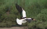 shelduck-in-flight.jpg