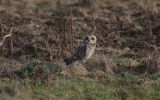 short-eared-owl-3.jpg