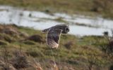 short-eared-owl2.jpg