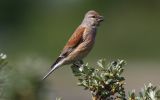 singing-Linnet.jpg