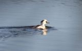 smew.jpg