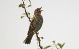 song-thrush-2.jpg