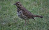 song-thrush4.jpg