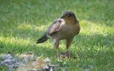 sparrowhawk1.jpg