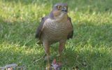 sparrowhawk2.jpg