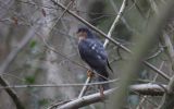 sparrowhawk2~0.jpg