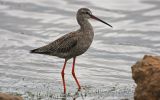 spotted-redshank.jpg