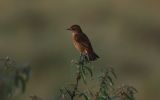 stonechat3.jpg