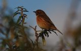 stonechat5.jpg