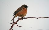 stonechat~0.jpg