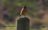 stonechat~1.jpg