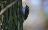 tree-creeper.jpg